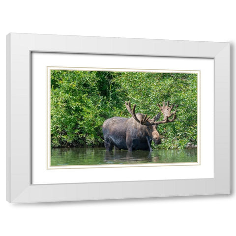 USA-Idaho-Bull Moose in Teton River White Modern Wood Framed Art Print with Double Matting by Garber, Howie