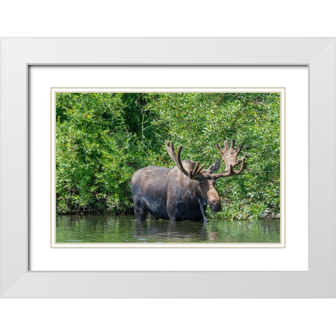 USA-Idaho-Bull Moose in Teton River White Modern Wood Framed Art Print with Double Matting by Garber, Howie