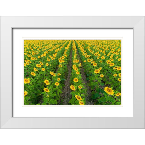Aerial view of sunflower field Sam Parr State Park-Jasper County-Illinois White Modern Wood Framed Art Print with Double Matting by Day, Richard and Susan