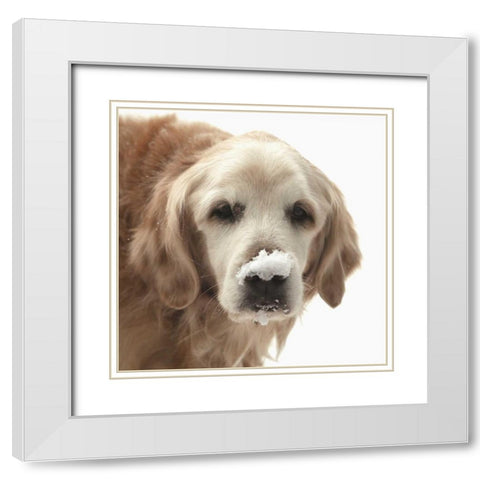 Indiana, Carmel Golden retriever in snow White Modern Wood Framed Art Print with Double Matting by Kaveney, Wendy