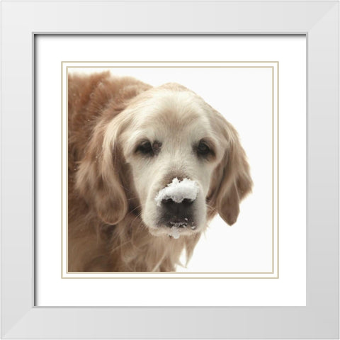 Indiana, Carmel Golden retriever in snow White Modern Wood Framed Art Print with Double Matting by Kaveney, Wendy