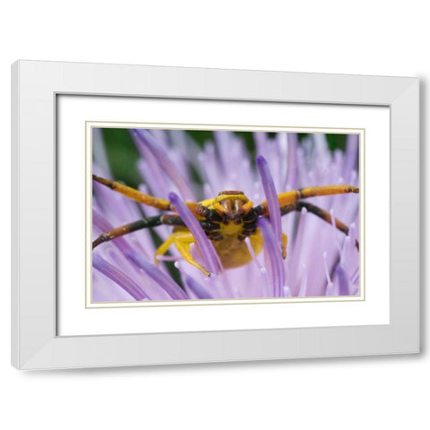 Indiana, River Road Park Yellow crab spider White Modern Wood Framed Art Print with Double Matting by Kelley, David