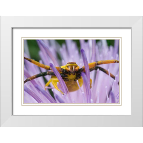 Indiana, River Road Park Yellow crab spider White Modern Wood Framed Art Print with Double Matting by Kelley, David