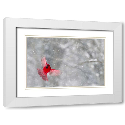 Indiana, Indianapolis Cardinal in flight White Modern Wood Framed Art Print with Double Matting by Kaveney, Wendy