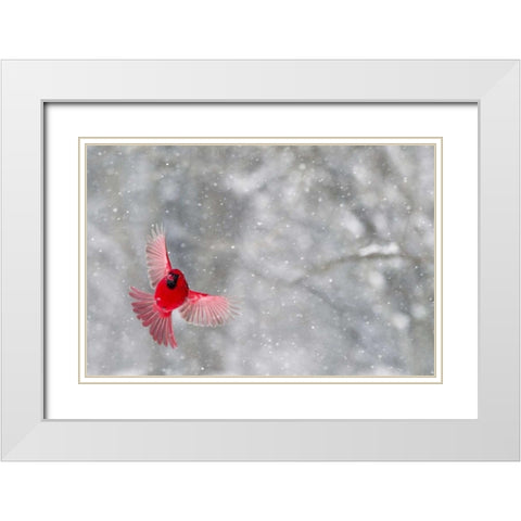 Indiana, Indianapolis Cardinal in flight White Modern Wood Framed Art Print with Double Matting by Kaveney, Wendy