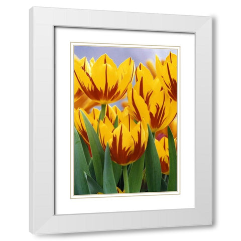 Indiana, Indianapolis Tulips at Garfield Park White Modern Wood Framed Art Print with Double Matting by Kaveney, Wendy