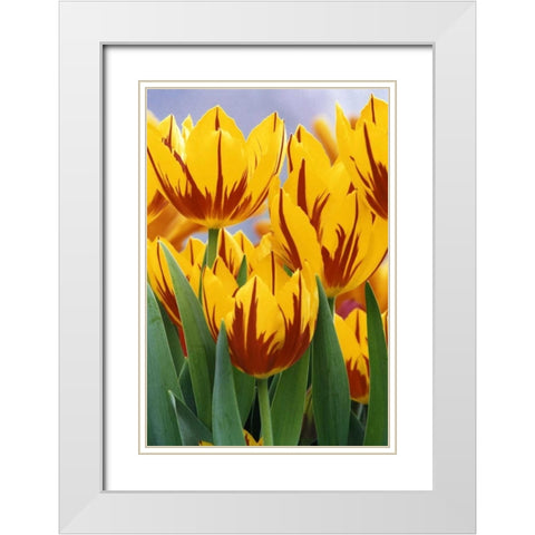Indiana, Indianapolis Tulips at Garfield Park White Modern Wood Framed Art Print with Double Matting by Kaveney, Wendy