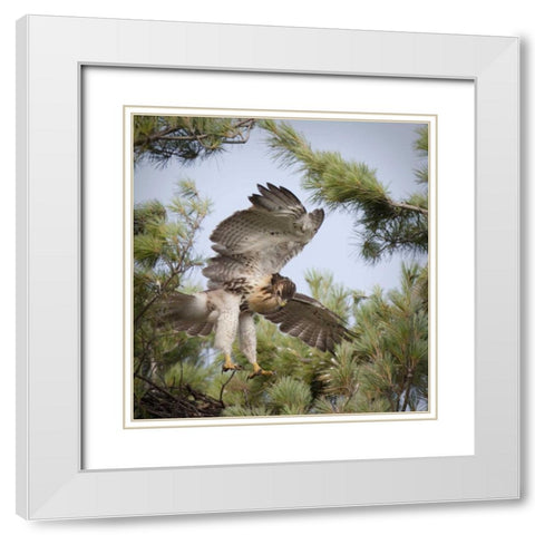 Indiana, Indianapolis Young red-tailed hawk White Modern Wood Framed Art Print with Double Matting by Kaveney, Wendy