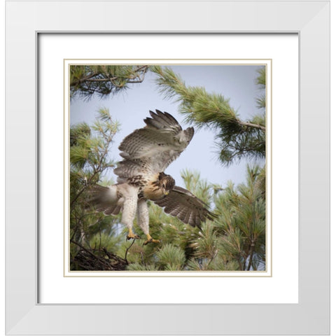 Indiana, Indianapolis Young red-tailed hawk White Modern Wood Framed Art Print with Double Matting by Kaveney, Wendy