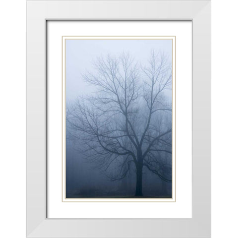 USA, Indiana Skeleton tree in fog White Modern Wood Framed Art Print with Double Matting by Kaveney, Wendy