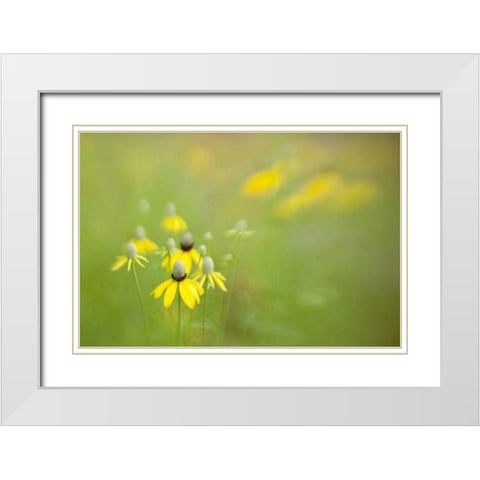 Indianapolis Wild grey-headed coneflowers White Modern Wood Framed Art Print with Double Matting by Kaveney, Wendy