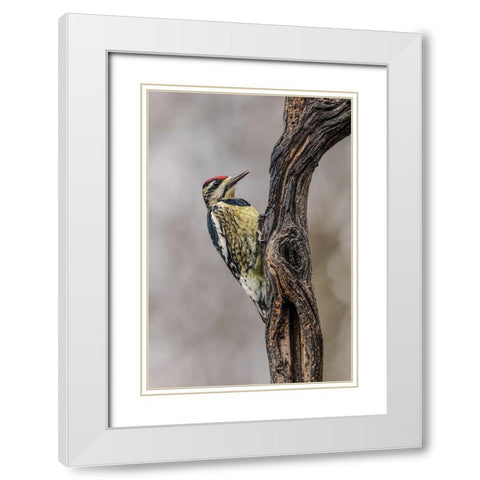 Bird-Yellow-bellied sapsucker in winter-Kentucky White Modern Wood Framed Art Print with Double Matting by Jones, Adam
