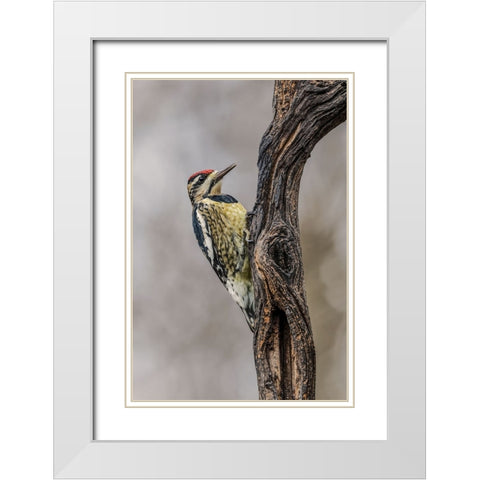 Bird-Yellow-bellied sapsucker in winter-Kentucky White Modern Wood Framed Art Print with Double Matting by Jones, Adam