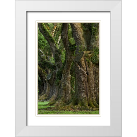 Louisiana, Vacherie A line of old oak trees White Modern Wood Framed Art Print with Double Matting by Kaveney, Wendy