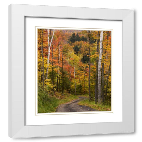Maine, Bethel Winding lane through autumn trees White Modern Wood Framed Art Print with Double Matting by Kaveney, Wendy