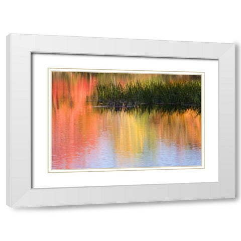 ME, South Paris Grasses growing in water in fall White Modern Wood Framed Art Print with Double Matting by Kaveney, Wendy