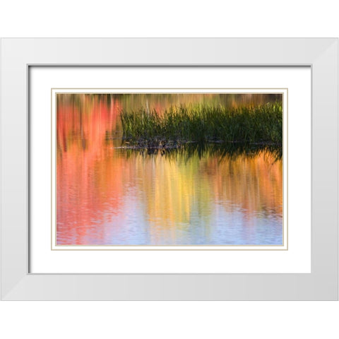 ME, South Paris Grasses growing in water in fall White Modern Wood Framed Art Print with Double Matting by Kaveney, Wendy