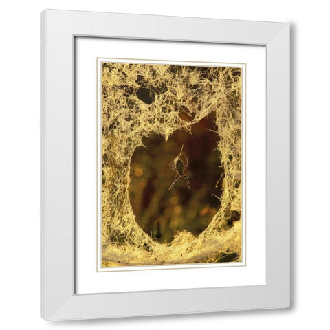 MI, Black-and-yellow argiope spider spinning White Modern Wood Framed Art Print with Double Matting by Carlson, Mark