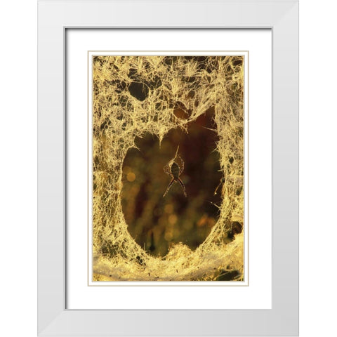 MI, Black-and-yellow argiope spider spinning White Modern Wood Framed Art Print with Double Matting by Carlson, Mark