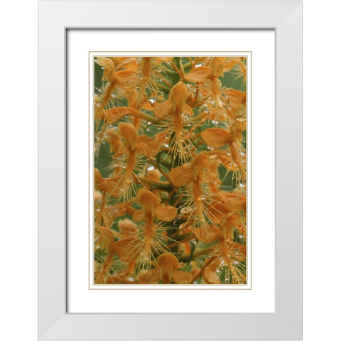 Michigan, Yellow fringed orchid with dew White Modern Wood Framed Art Print with Double Matting by Carlson, Mark
