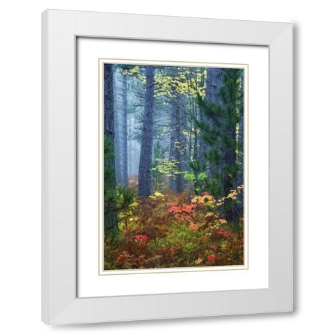 Michigan Fall foliage and pine trees in fog White Modern Wood Framed Art Print with Double Matting by Rotenberg, Nancy