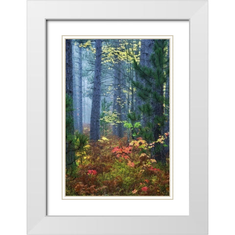 Michigan Fall foliage and pine trees in fog White Modern Wood Framed Art Print with Double Matting by Rotenberg, Nancy