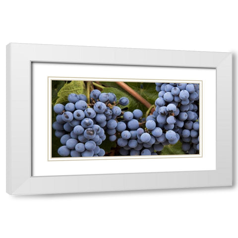 Argentina, Mendoza Purple grapes on the vine White Modern Wood Framed Art Print with Double Matting by Kaveney, Wendy