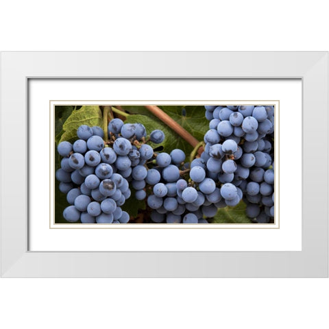 Argentina, Mendoza Purple grapes on the vine White Modern Wood Framed Art Print with Double Matting by Kaveney, Wendy
