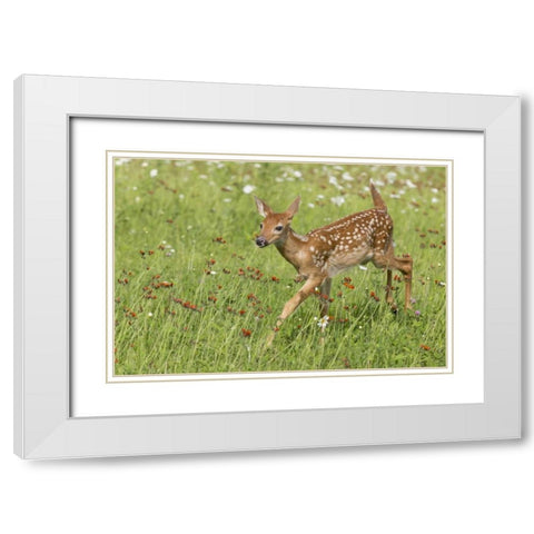 Minnesota White-tailed deer fawn in meadow White Modern Wood Framed Art Print with Double Matting by Kaveney, Wendy
