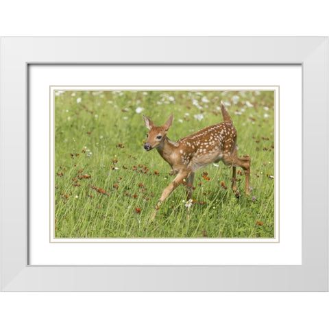 Minnesota White-tailed deer fawn in meadow White Modern Wood Framed Art Print with Double Matting by Kaveney, Wendy