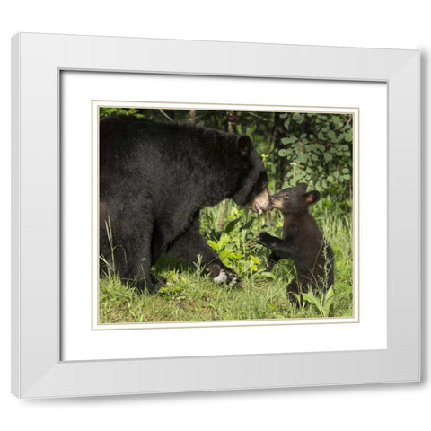Minnesota, Sandstone Black bear mother and cub White Modern Wood Framed Art Print with Double Matting by Kaveney, Wendy