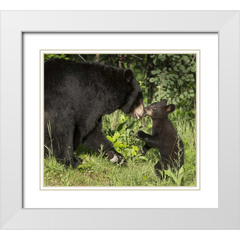 Minnesota, Sandstone Black bear mother and cub White Modern Wood Framed Art Print with Double Matting by Kaveney, Wendy