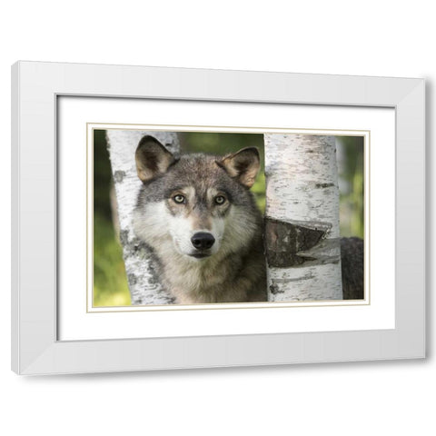 Minnesota, Sandstone Gray wolf between birch White Modern Wood Framed Art Print with Double Matting by Kaveney, Wendy