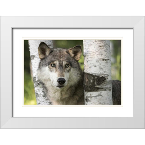 Minnesota, Sandstone Gray wolf between birch White Modern Wood Framed Art Print with Double Matting by Kaveney, Wendy