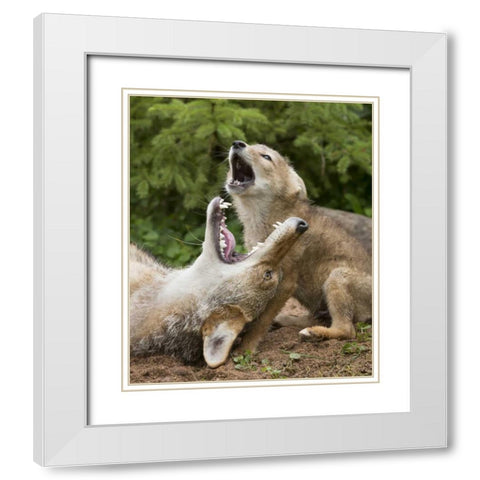 Minnesota, Sandstone Coyote and pup howling White Modern Wood Framed Art Print with Double Matting by Kaveney, Wendy