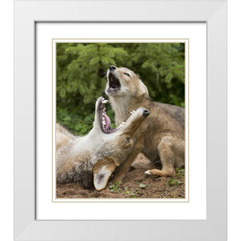 Minnesota, Sandstone Coyote and pup howling White Modern Wood Framed Art Print with Double Matting by Kaveney, Wendy