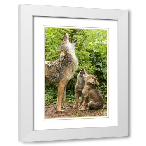Minnesota, Sandstone Coyote mother and pups howl White Modern Wood Framed Art Print with Double Matting by Kaveney, Wendy