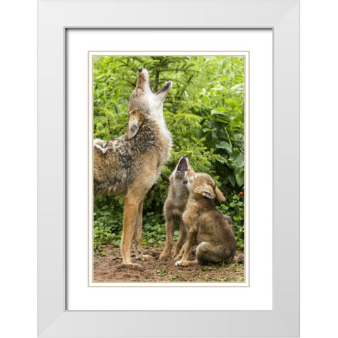 Minnesota, Sandstone Coyote mother and pups howl White Modern Wood Framed Art Print with Double Matting by Kaveney, Wendy