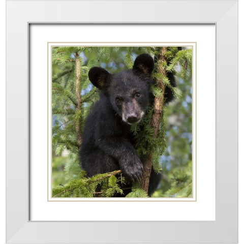 Minnesota, Sandstone Black bear cub in a tree White Modern Wood Framed Art Print with Double Matting by Kaveney, Wendy