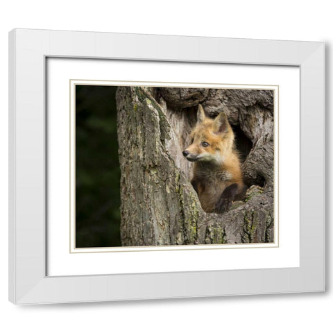 Minnesota, Sandstone Red Fox in a hollow tree White Modern Wood Framed Art Print with Double Matting by Kaveney, Wendy