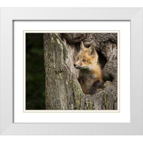 Minnesota, Sandstone Red Fox in a hollow tree White Modern Wood Framed Art Print with Double Matting by Kaveney, Wendy