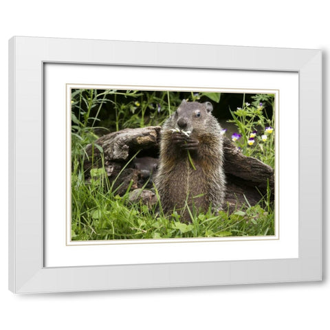 Minnesota, Sandstone Groundhog eating a flower White Modern Wood Framed Art Print with Double Matting by Kaveney, Wendy