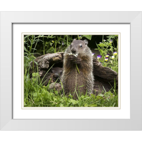 Minnesota, Sandstone Groundhog eating a flower White Modern Wood Framed Art Print with Double Matting by Kaveney, Wendy