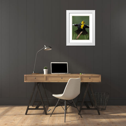 MT, Great Falls Yellow-headed blackbird sings White Modern Wood Framed Art Print with Double Matting by Morris, Arthur