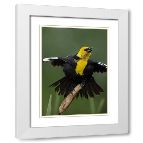 MT, Great Falls Yellow-headed blackbird sings White Modern Wood Framed Art Print with Double Matting by Morris, Arthur