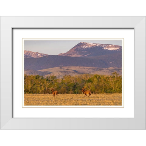 Bull elk in velvet along the Rocky Mountain Front near Choteau-Montana-USA White Modern Wood Framed Art Print with Double Matting by Haney, Chuck