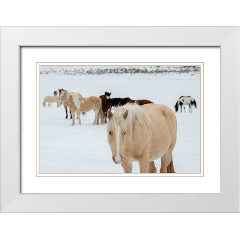 USA-Montana-Gardiner Horses with winter coats in snow White Modern Wood Framed Art Print with Double Matting by Hopkins, Cindy Miller