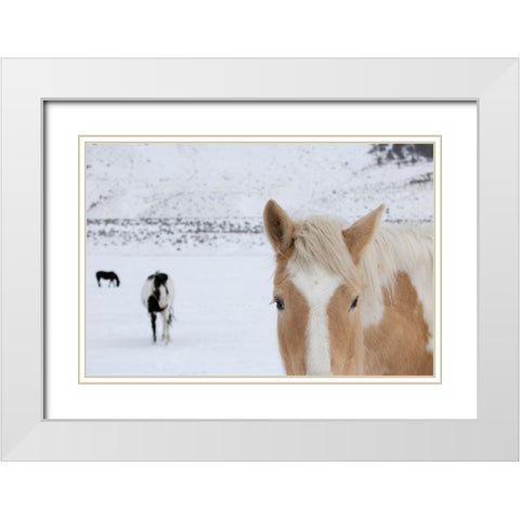 USA-Montana-Gardiner Palomino paint horse with shaggy winter coats in snow White Modern Wood Framed Art Print with Double Matting by Hopkins, Cindy Miller