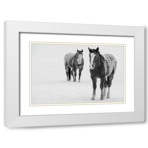 USA-Montana-Gardiner Appaloosa horses in winter snow White Modern Wood Framed Art Print with Double Matting by Hopkins, Cindy Miller