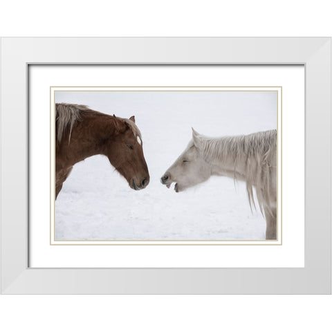 USA-Montana Gardiner Palomino and sorrel-with shaggy winter coat-nose to nose White Modern Wood Framed Art Print with Double Matting by Hopkins, Cindy Miller